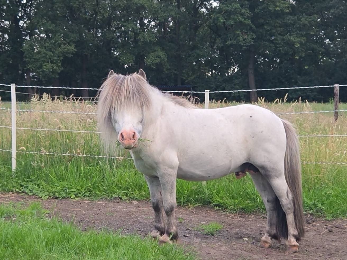 Falabella hengst, zwart merrieveulen en appaloosa jaarling, Meerdere dieren, Met stamboom