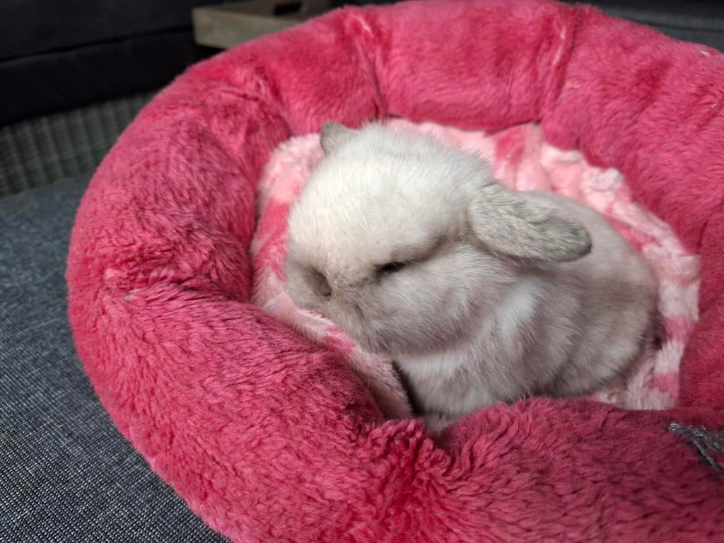Te reserveren Mini Lop konijntje, Dieren en Toebehoren, Konijnen, Mannelijk, Klein, Hangoor, 0 tot 2 jaar