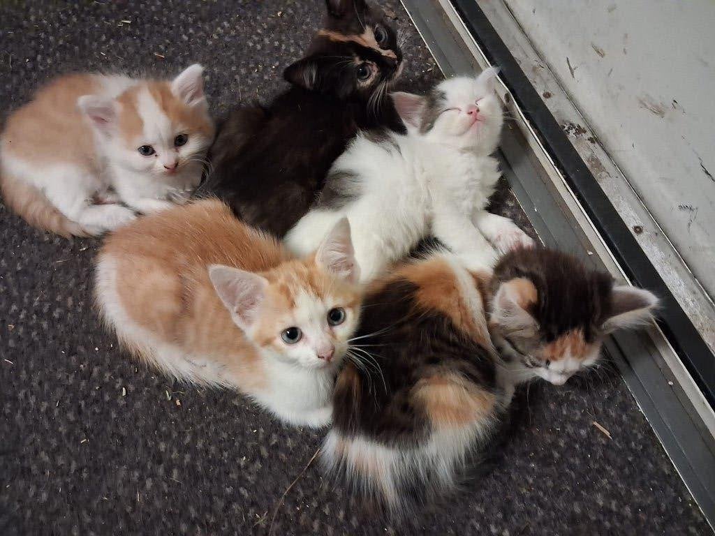 Lang- & kortharige boerderij kittens, Meerdere dieren, Ontwormd, 0 tot 2 jaar