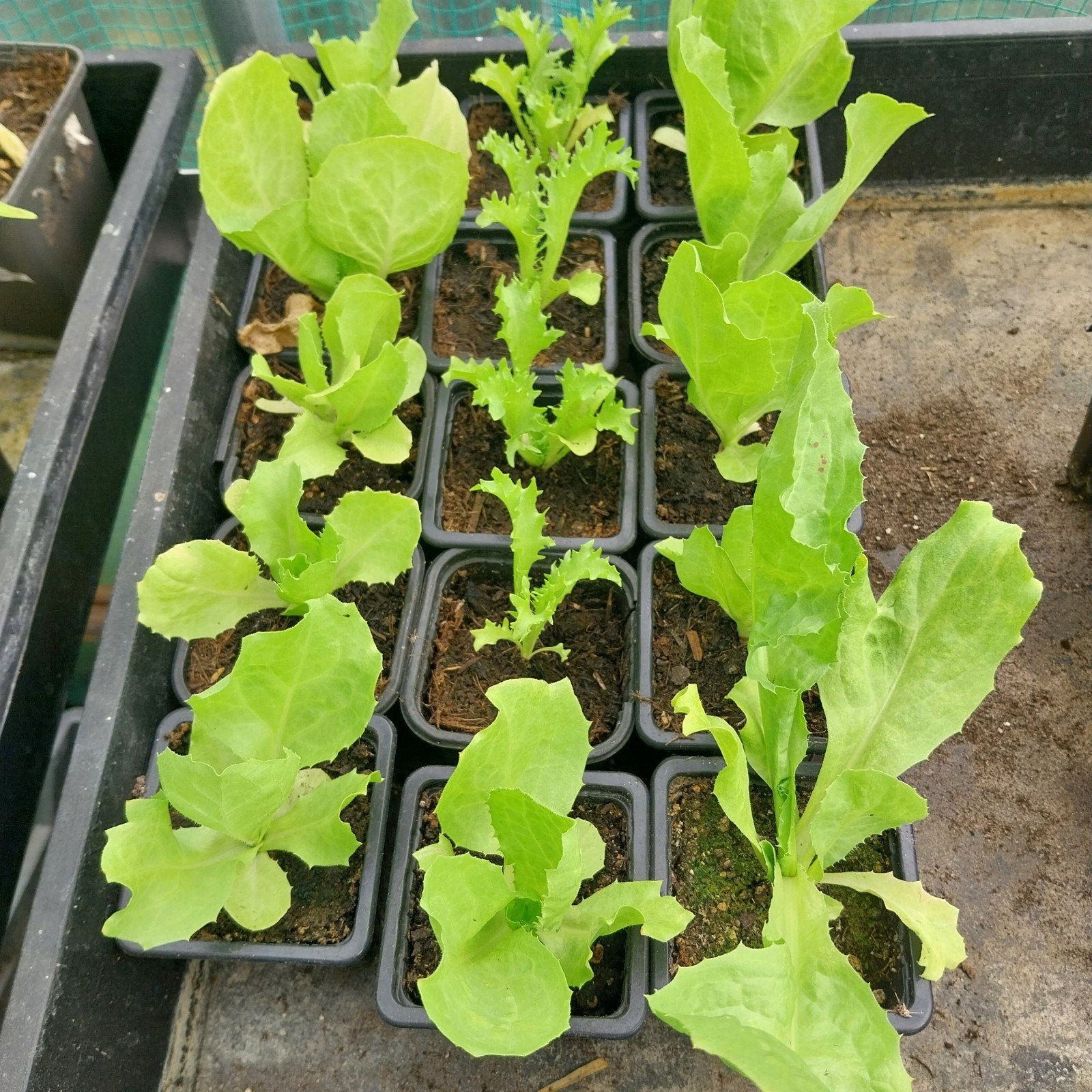 Verse Andijvieplanten voor uw moestuin, Ophalen, Eenjarig, Groenteplanten, Volle zon