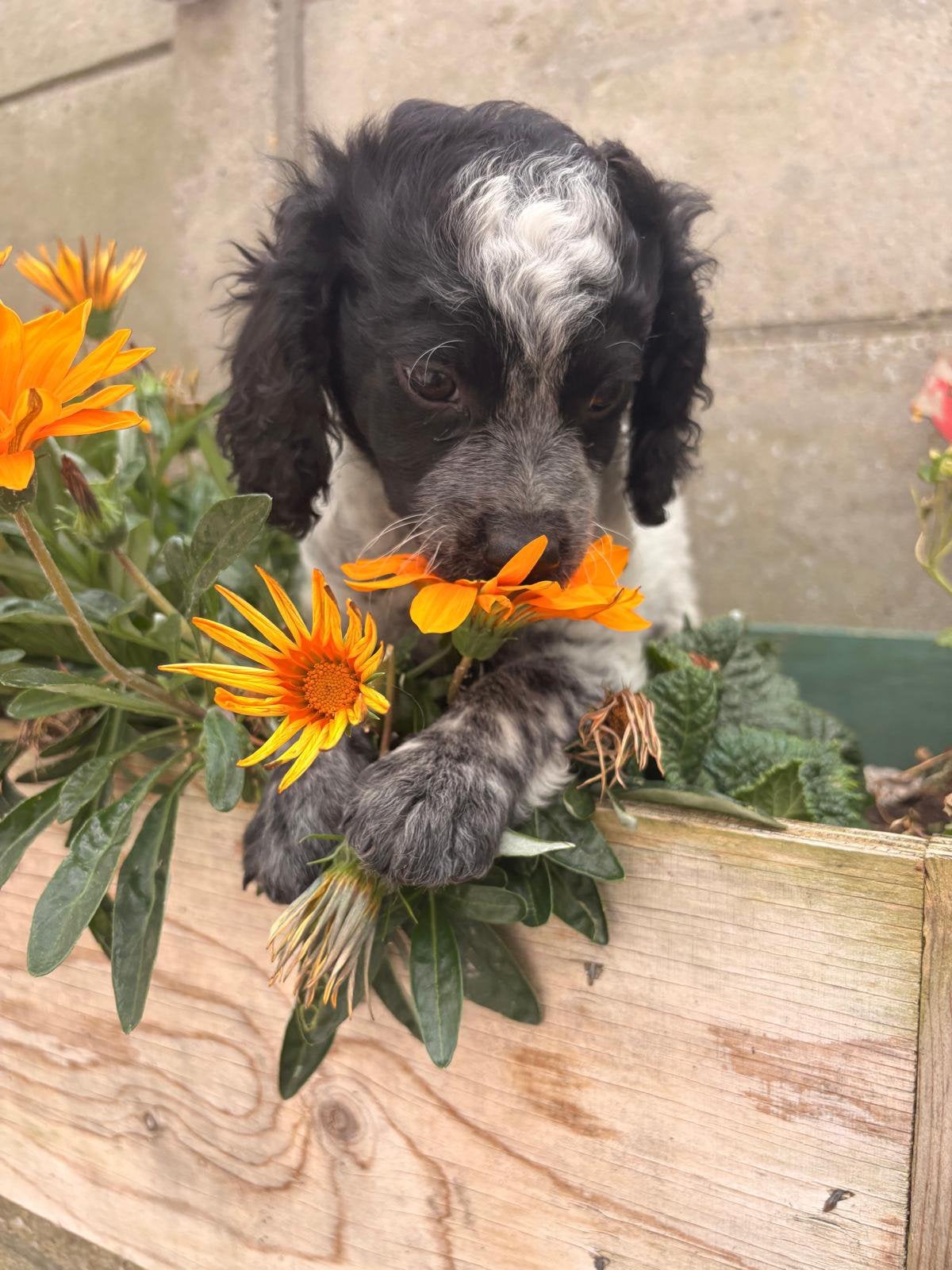 Cavapoo X Toy poedel. Mogen het nest verlaten 🐾, Dieren en Toebehoren, Poedel, 8 tot 15 weken, Parvo, Meerdere