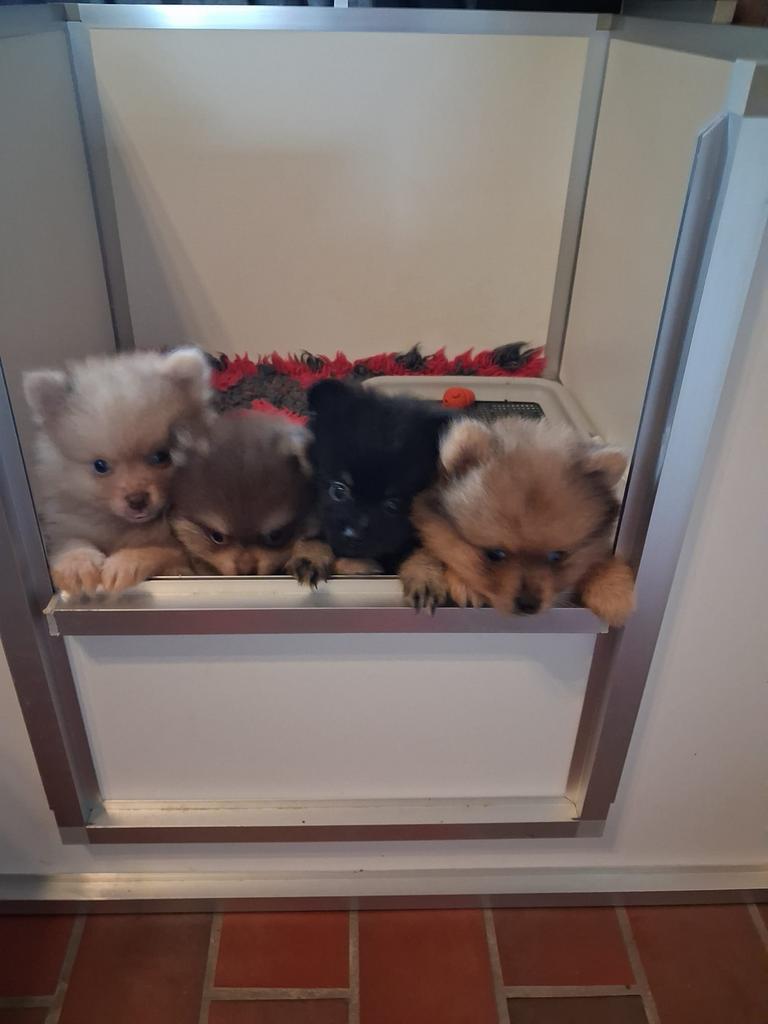 Nog 2 Prachtige raszuivere pomeriaan reutjes beschikbaar, Dieren en Toebehoren, Parvo, België, Particulier, Keeshond