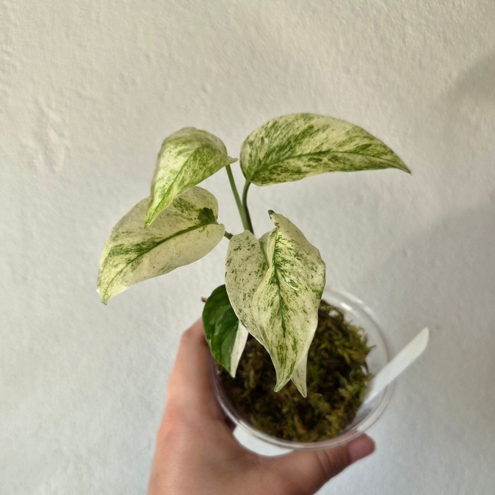 Monstera Laniata variegated, Huis en Inrichting, Kamerplanten, Ophalen of Verzenden