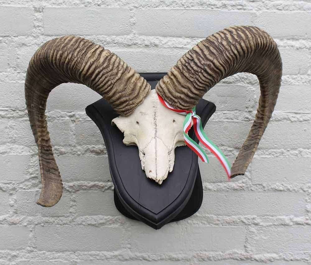Schedel middelgrote MOEFLON RAM op dubbel eikenhouten schild, Verzamelen, Dierenverzamelingen, Ophalen of Verzenden, Gebruikt