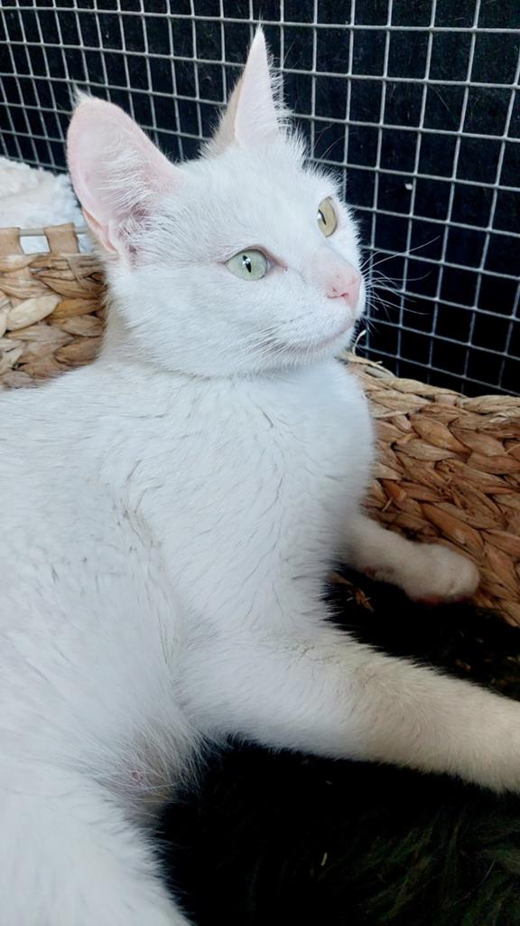 Mooie witte poes June (niet doof), Dieren en Toebehoren, Katten en Kittens | Overige Katten, Poes, Kortharig, 0 tot 2 jaar