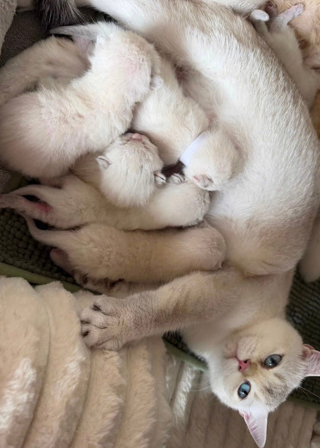 Britse korthaar kittens, Meerdere dieren, Met stamboom, 0 tot 2 jaar