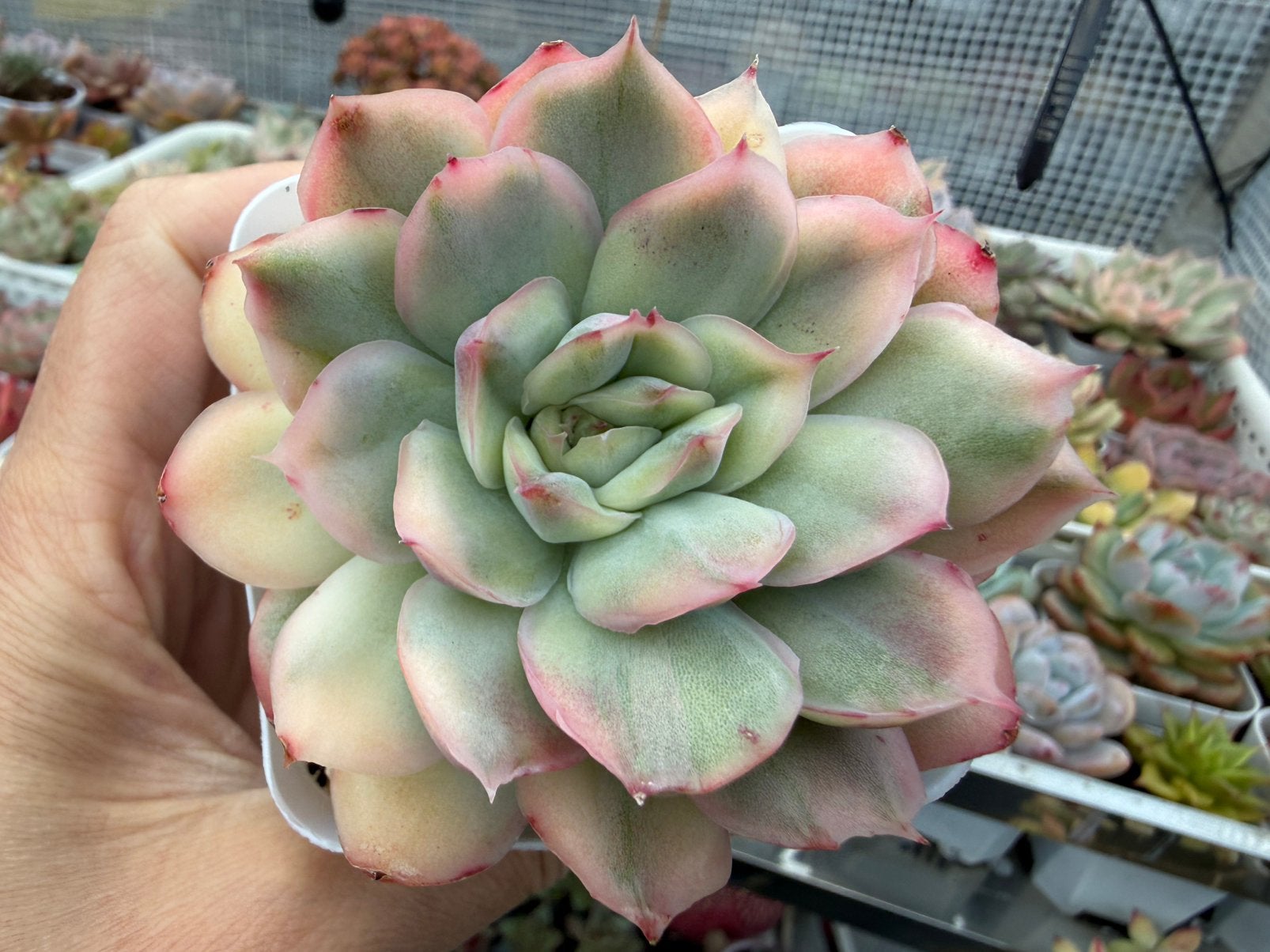 Echeveria strawberry cake/pot 7cm/vetplant/succulent, Ophalen of Verzenden, Halfschaduw, Minder dan 100 cm
