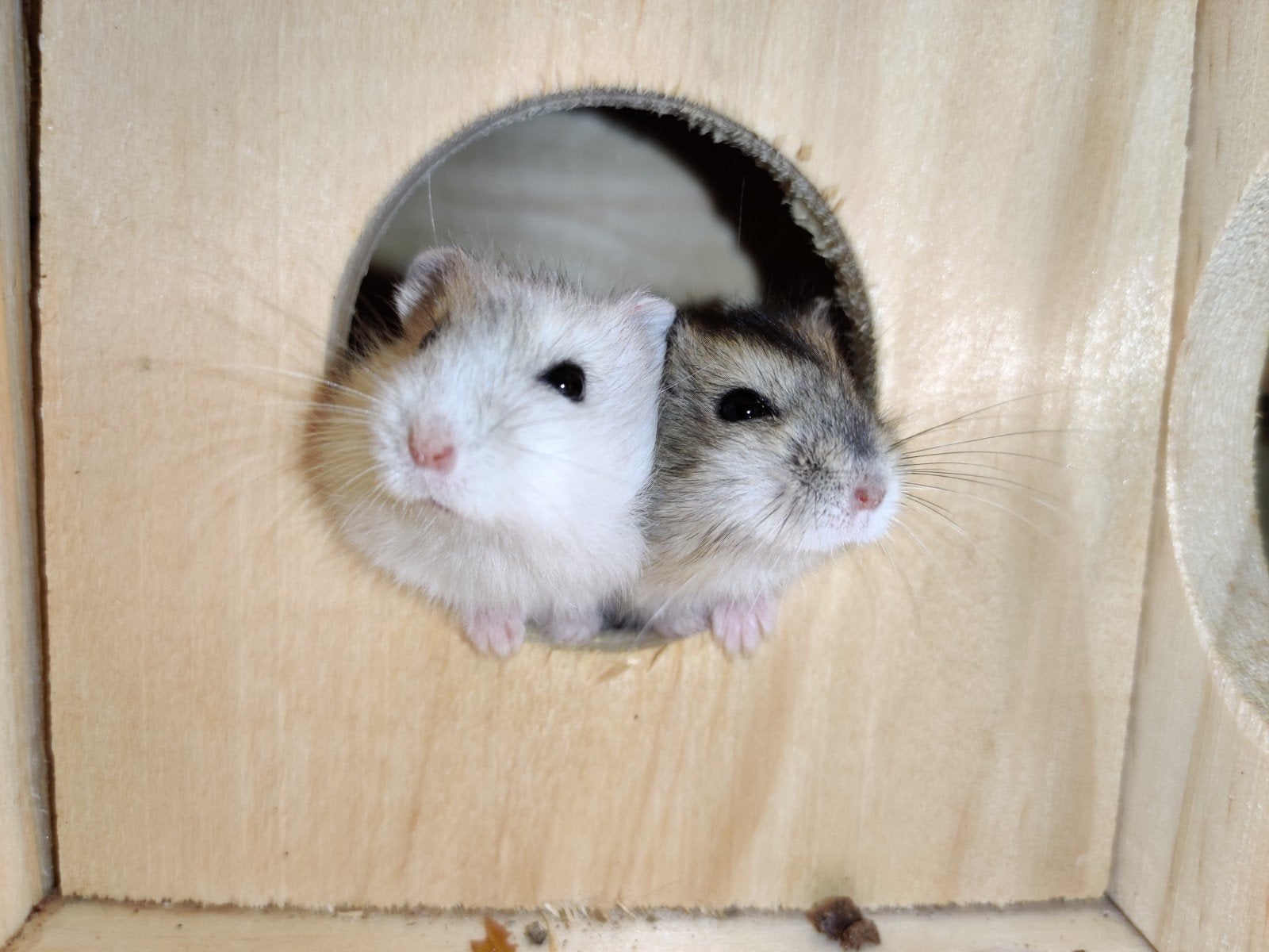 Op zoek naar een tamme dwerghamster?, Hamster, Meerdere dieren, Tam, September