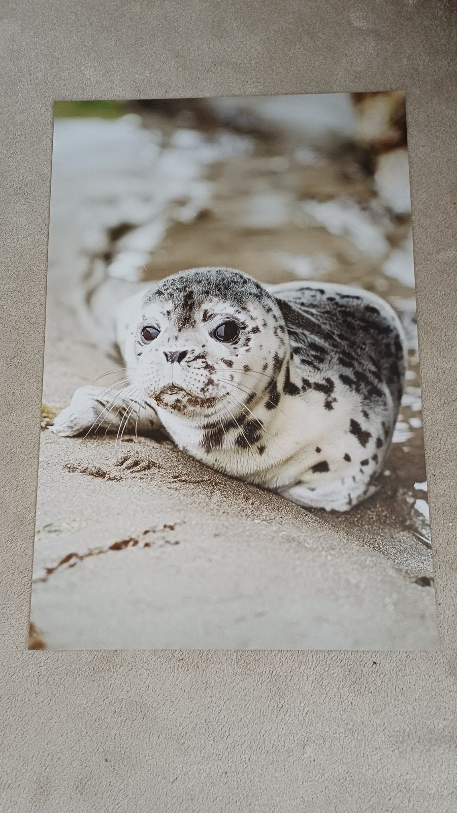 Unieke Zeehonden Poster - 61x91cm, Ophalen, Rechthoekig Staand, Zo goed als nieuw, A1 t/m A3