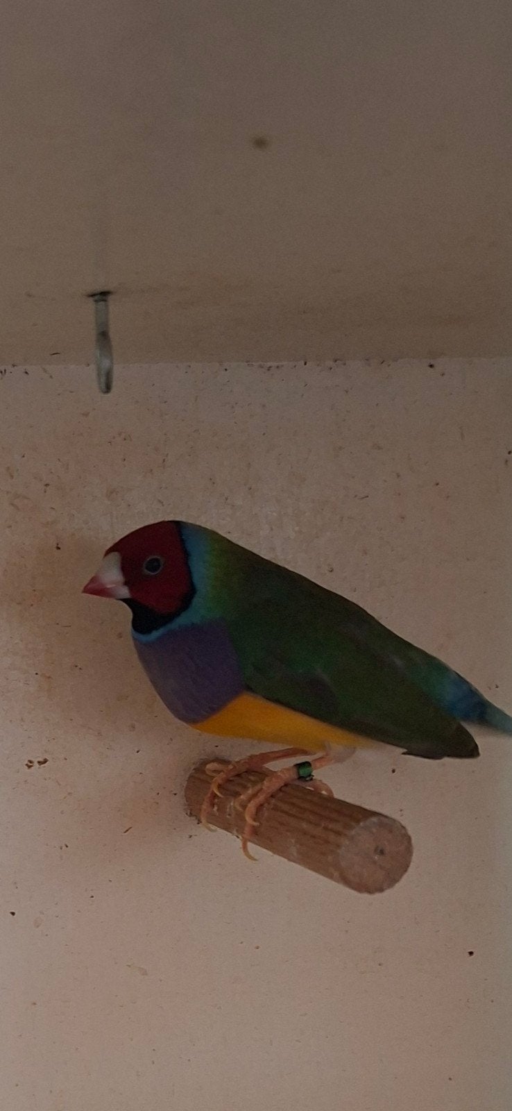 2 mooie mannen gouldamadines, Dieren en Toebehoren, Mannelijk