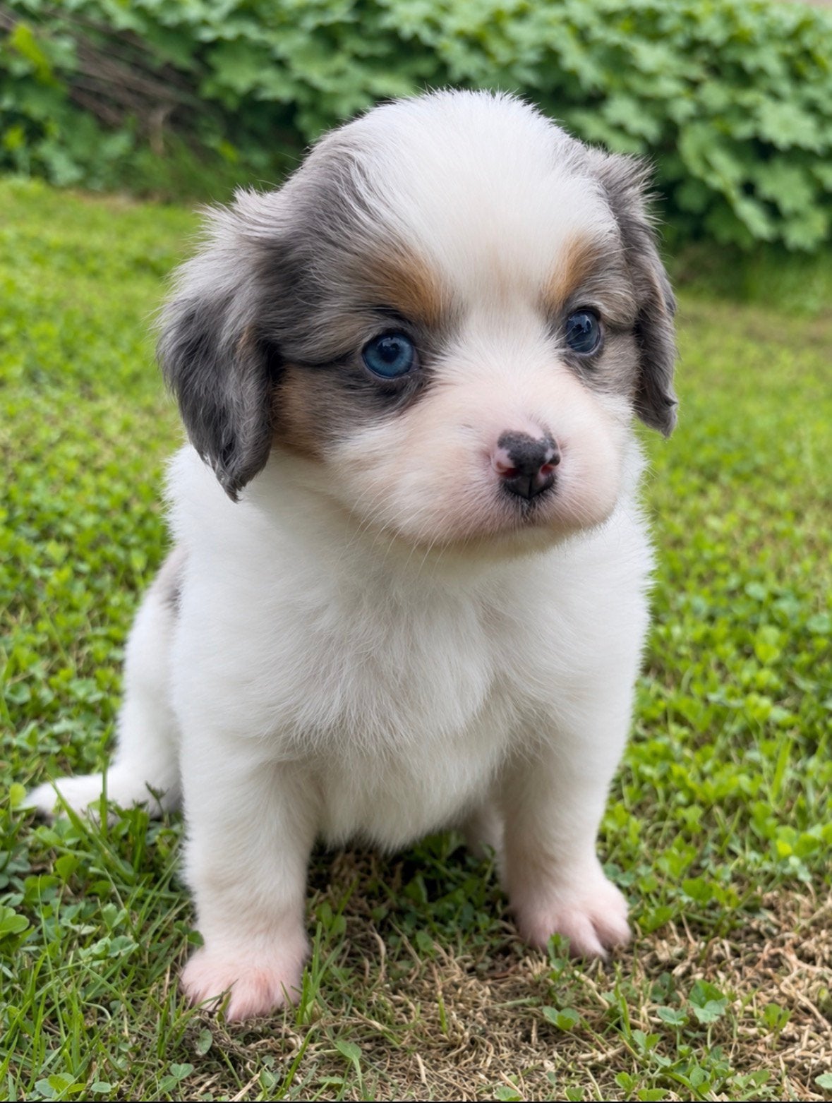 Prachtige Cavalier King Charles Spaniel x Pomeriaan puppy’s, Dieren en Toebehoren, Overige rassen, CDV (hondenziekte), 8 tot 15 weken