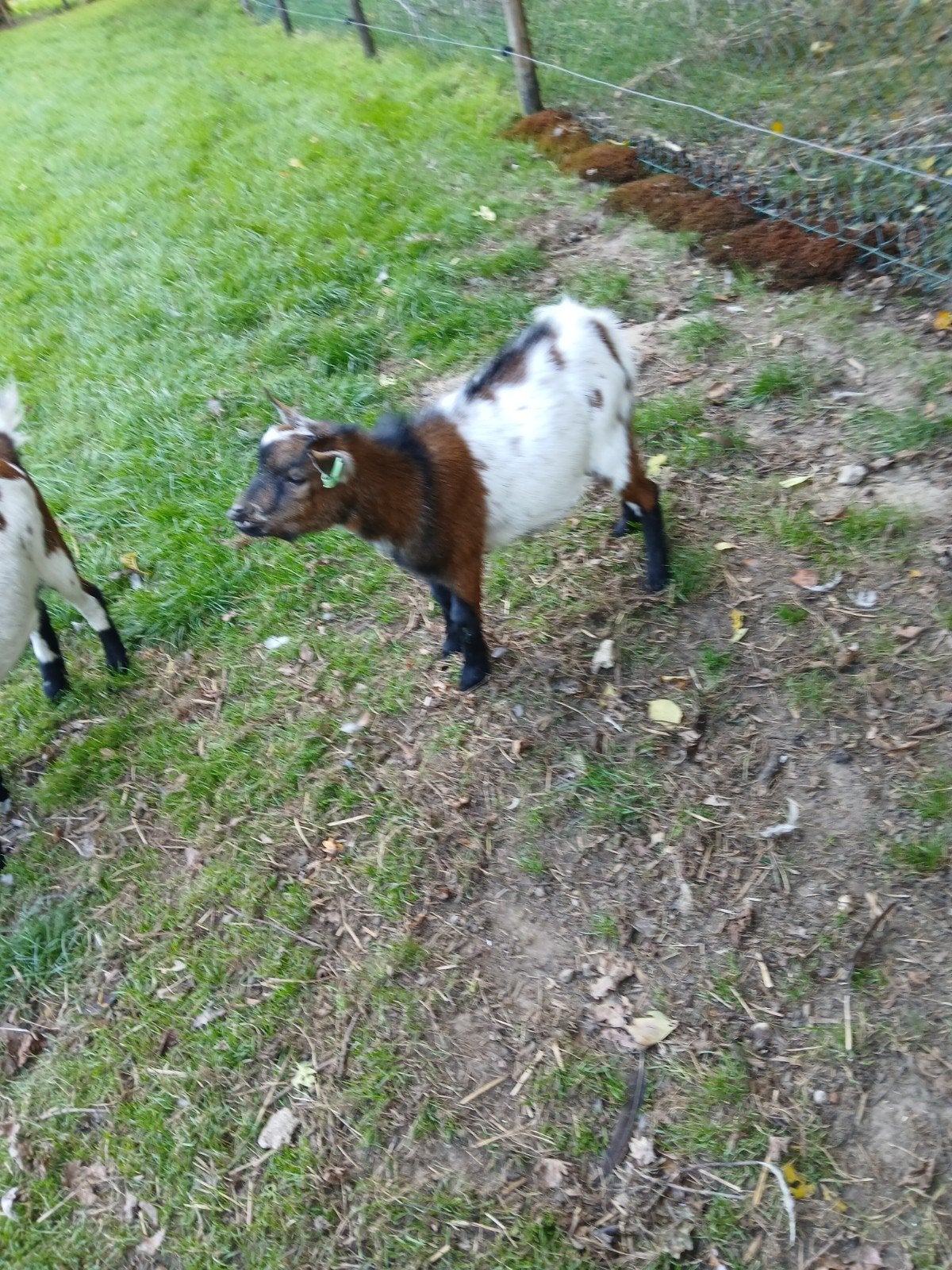 hoornloos dekbokje, Dieren en Toebehoren, Mannelijk, Geit, 0 tot 2 jaar