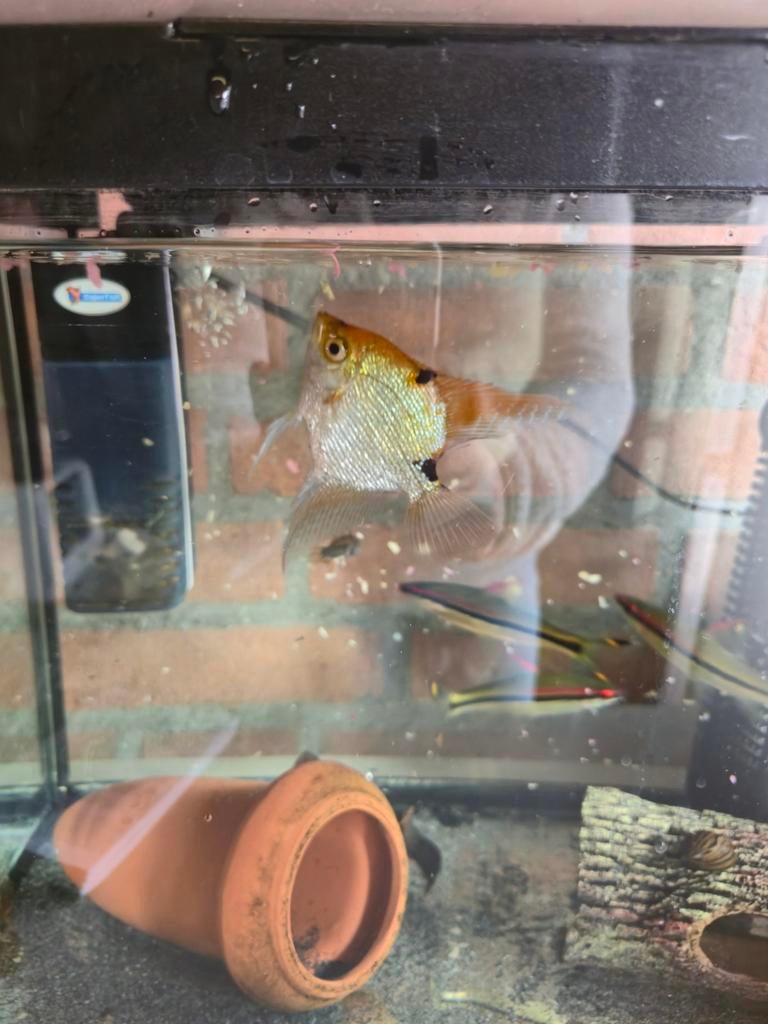 Diverse vissen te koop, Dieren en Toebehoren, Vissen | Aquariumvissen, Vis, Zoetwatervis