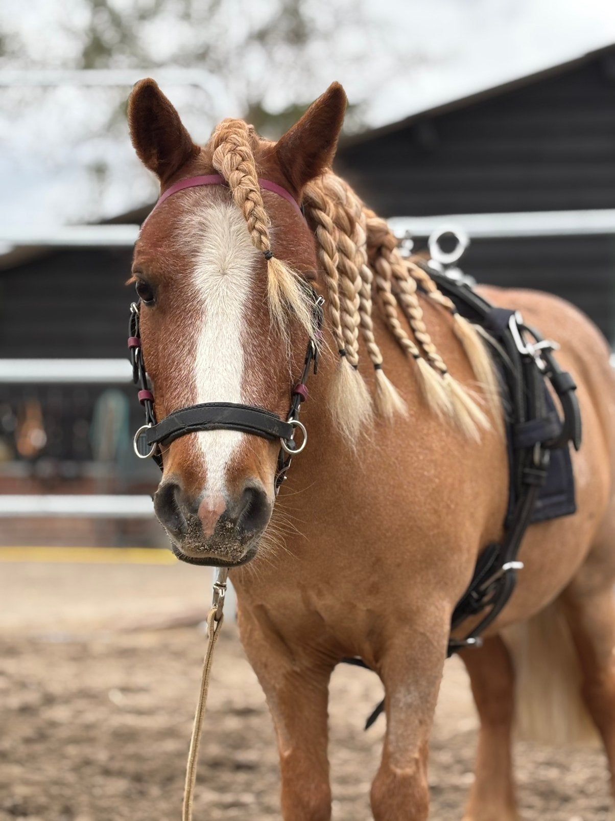Klein ruitertje gezocht!, Dieren en Toebehoren, Paarden en Pony's | Overige Paardenspullen, Ophalen of Verzenden, Nieuw, Overige soorten
