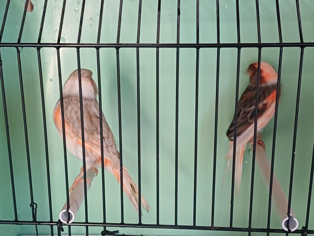 Te koop mooi koppel Harlekijn kanaries, Meerdere dieren, Kleurkanarie