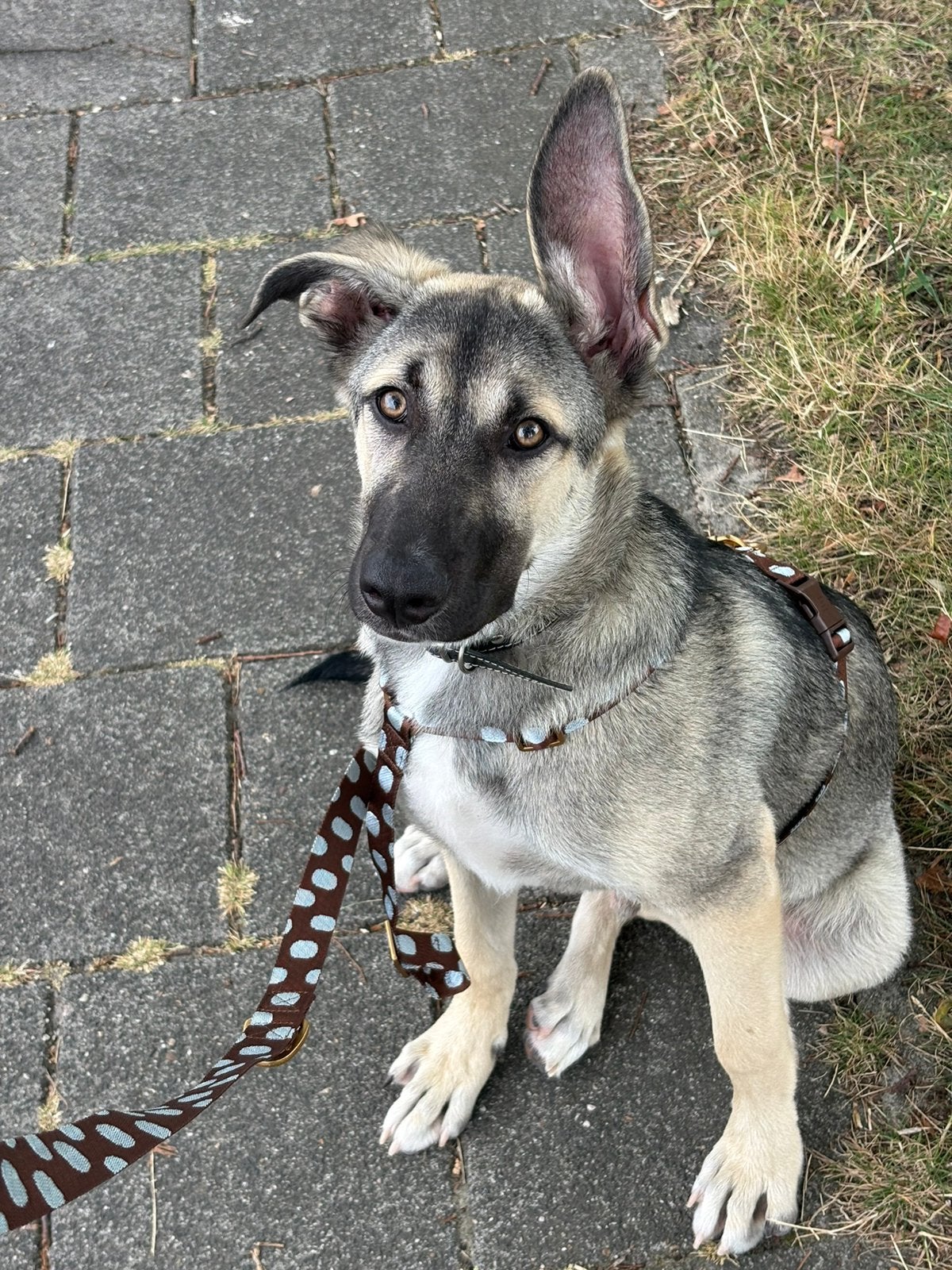 Milo- pup van 7 maand, 15 weken tot 1 jaar, Reu, Eén hond, Herder