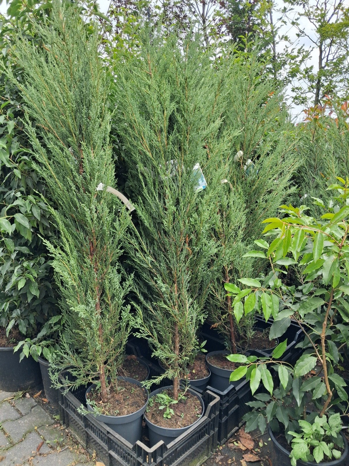 Juniperus scopulorum 'Blue Arrow' - Slanke Jeneverbes, Ophalen of Verzenden, Conifeer, Struik, 100 tot 250 cm