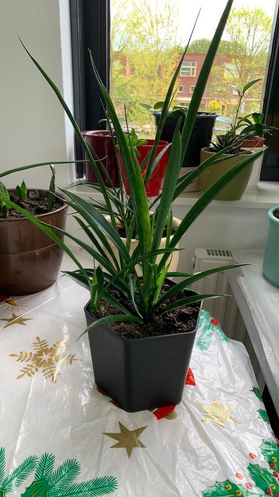 Vet plant met pot €8, Ophalen, Halfschaduw, Minder dan 100 cm