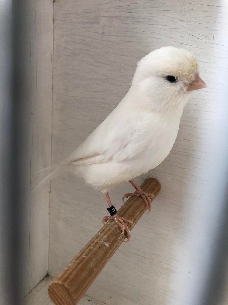Te Koop ; Witte Man Kanarie Geringd 2025, Mannelijk, Kleurkanarie
