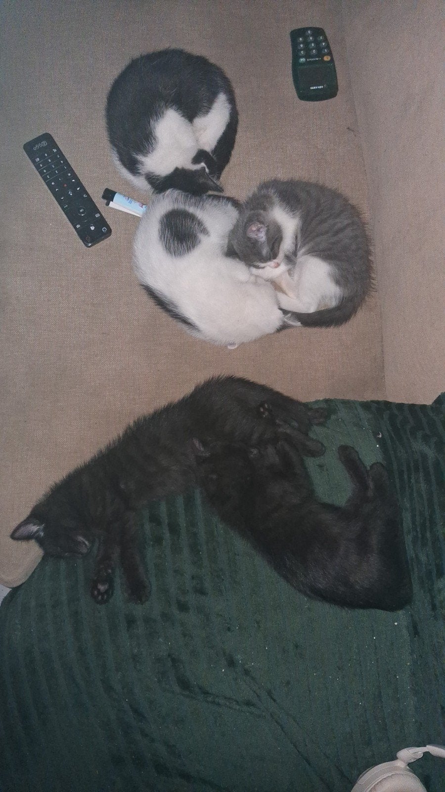 Kittens 12 weken ontvlooit en ontwormt