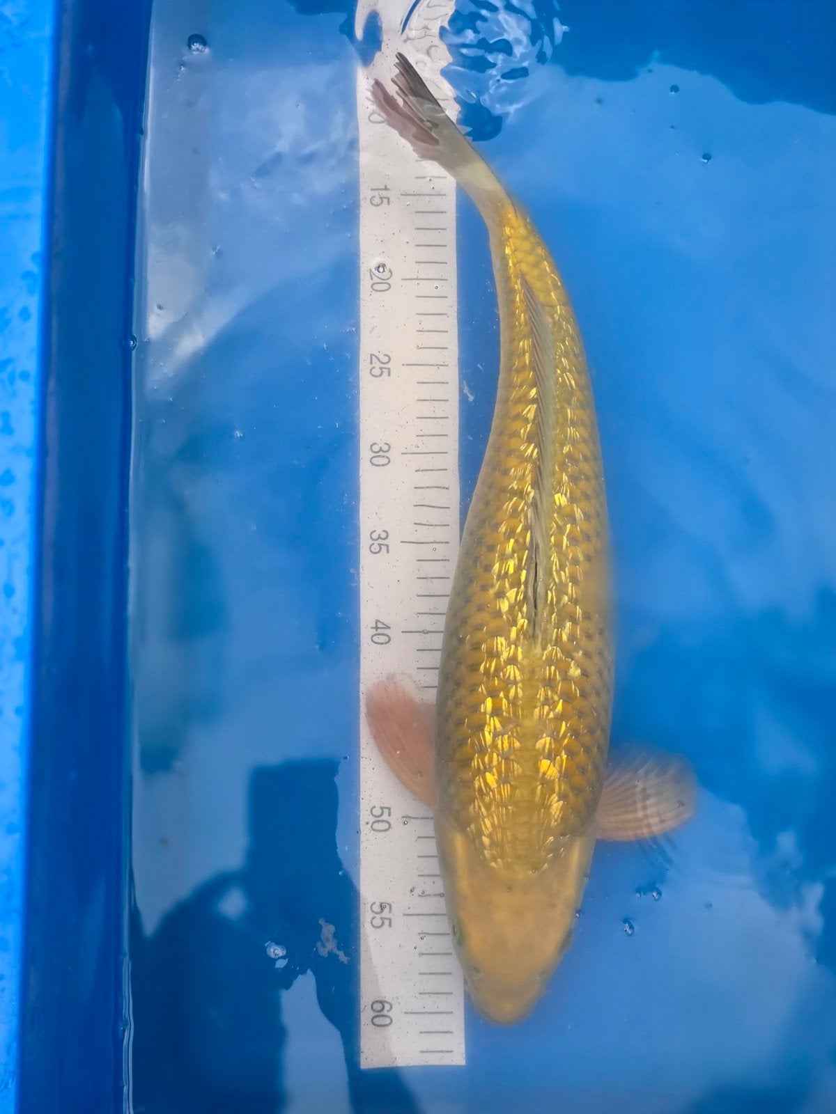 2 jarige chagoi ginrin koi koikarper  55 cm, Karper of Koi