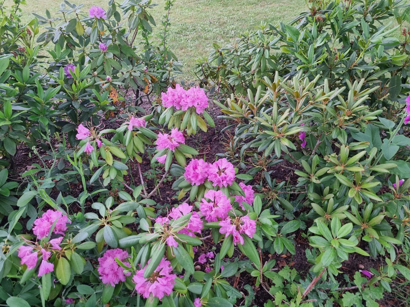 Vele tuinplanten, Tuin en Terras, Planten | Tuinplanten, Ophalen of Verzenden, Overige soorten, Halfschaduw