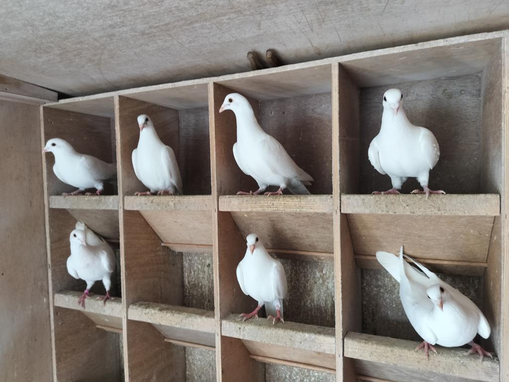 Duiven, Dieren en Toebehoren, Vogels | Duiven, Meerdere dieren, Postduif