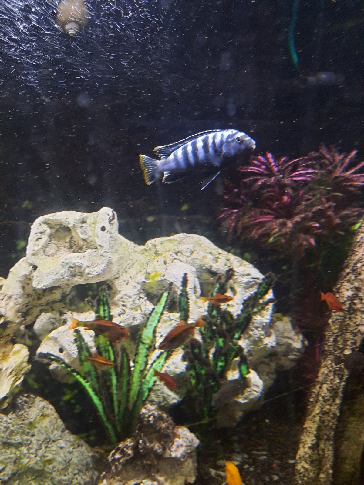 cichliden te koop klein en groot €5,-, Dieren en Toebehoren, Vissen | Aquariumvissen, Vis