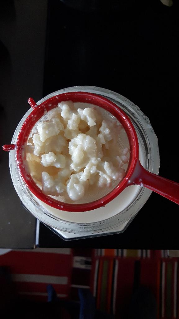 50 gram biologische melkkefirkorrels voor 5 euro, Ophalen