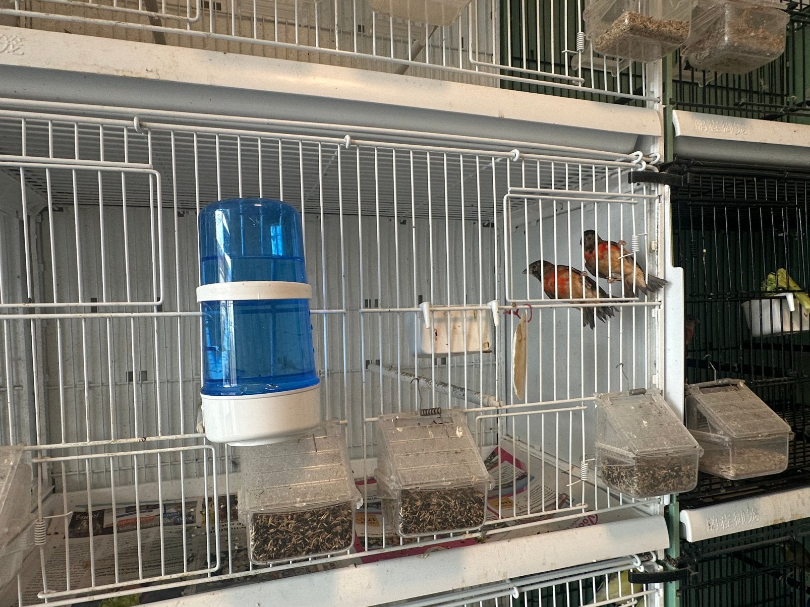 Kapoetsensijzen jongens, Dieren en Toebehoren, Vogels | Overige Vogels, Mannelijk
