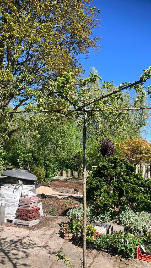 Malus red sentinel, Lente, 100 tot 250 cm, Volle zon, In pot