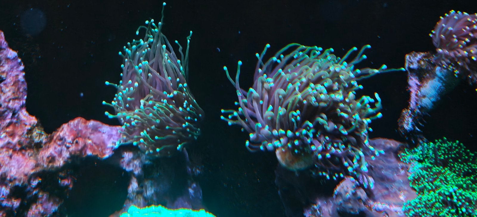 Euphyillia dragon soul torches zeeaquarium, Overige typen