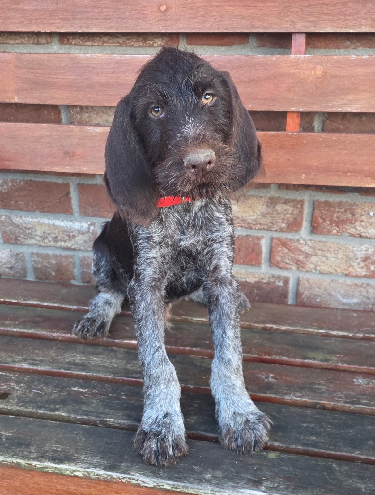 Duitse staande draadhaar pups met stamboom FCI, Dieren en Toebehoren, Duitse Staande hond, Reu, CDV (hondenziekte), 8 tot 15 weken