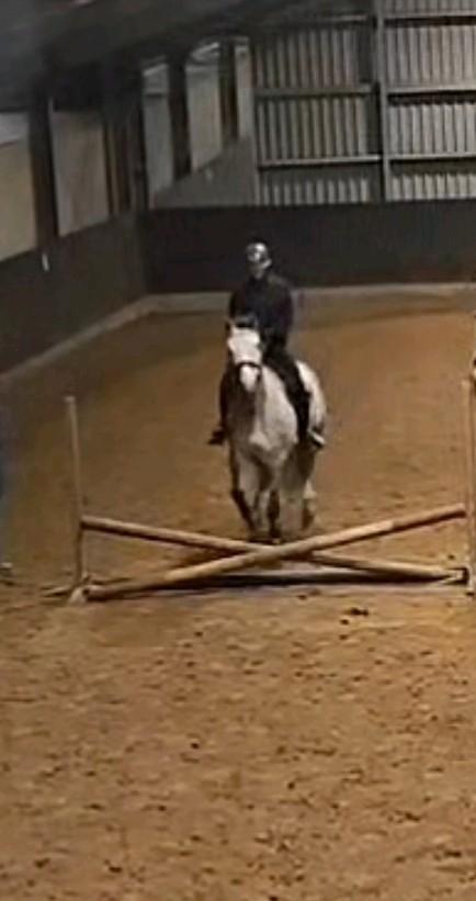 Verzorg of bijrijd pony gezocht Enschede, Dieren en Toebehoren, Ophalen of Verzenden