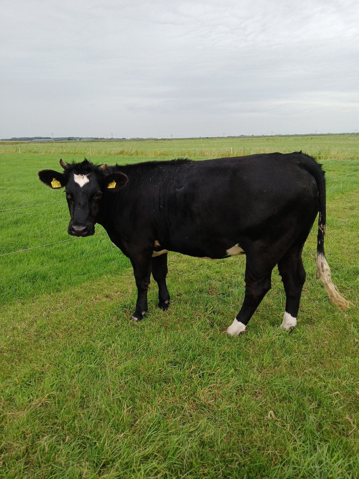 beste pink, Dieren en Toebehoren, Runderen, Vrouwelijk