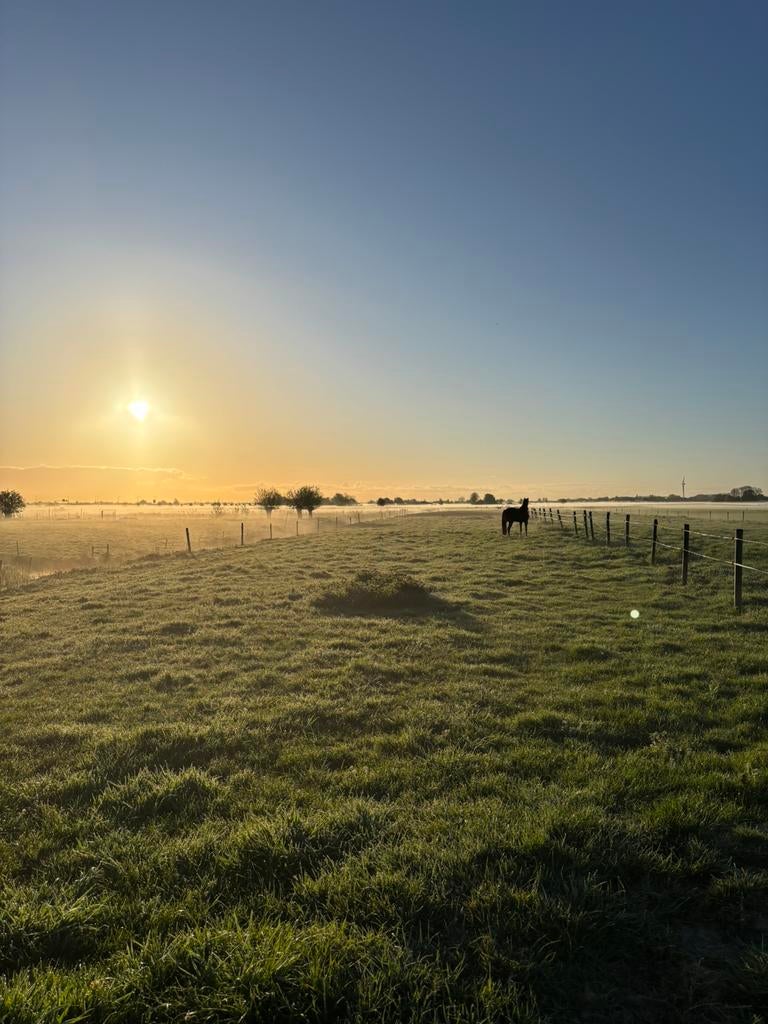 Privé stal | Mijdrecht | Paarden Paradijs, Dieren en Toebehoren, Weidegang, 4 paarden of pony's of meer