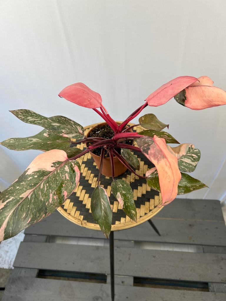 Philodendron Pink Princess Marble - 12cm pot, Ophalen of Verzenden