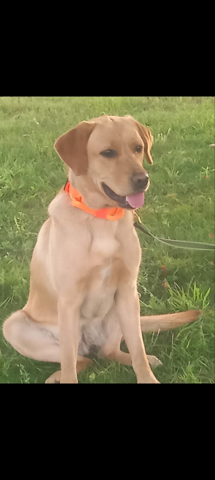 LABRADOR RETRIEVER PUPS Labrador, Parvo, 8 tot 15 weken, Labrador retriever, Meerdere dieren