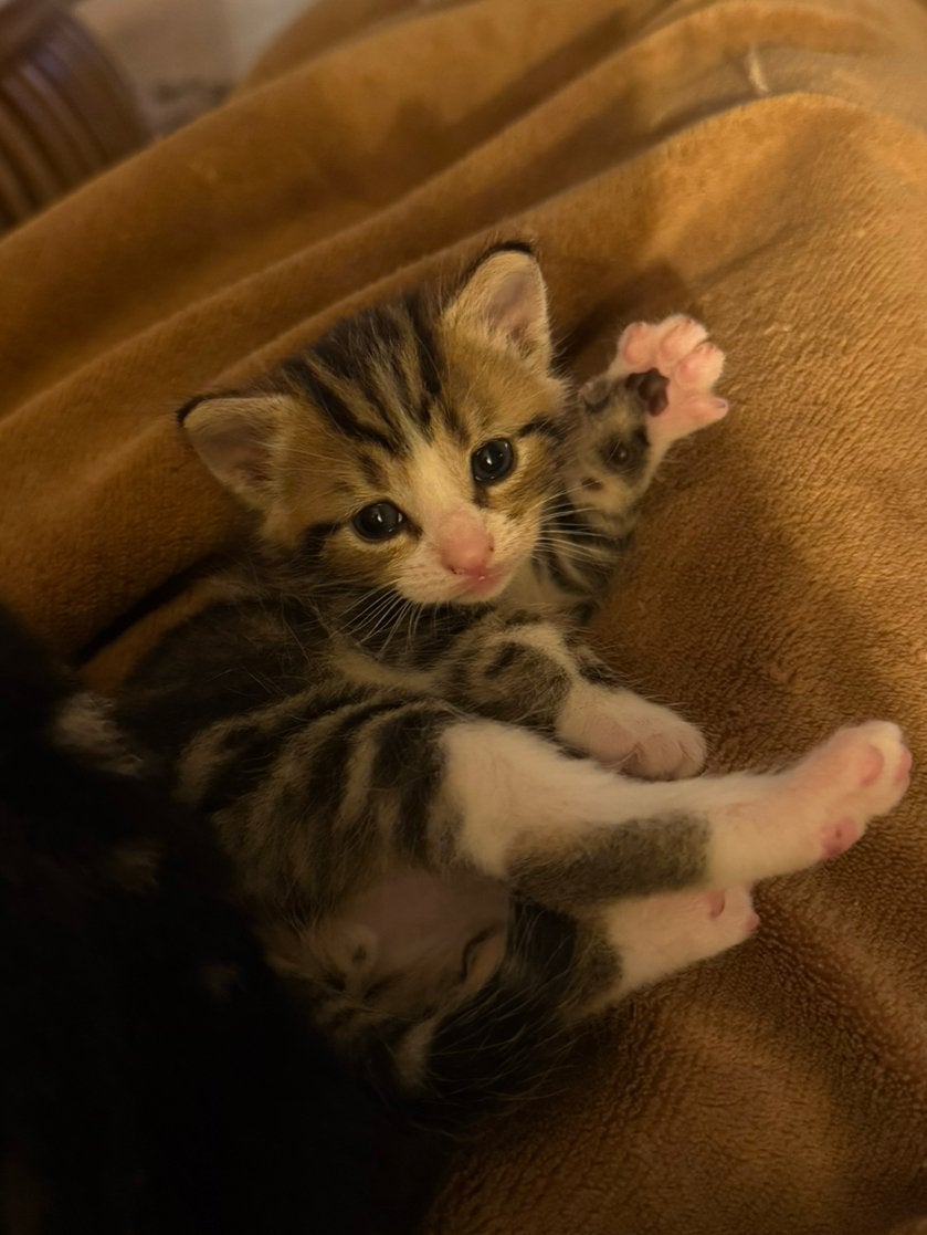 6 kittens te koop, Meerdere dieren, Ontwormd