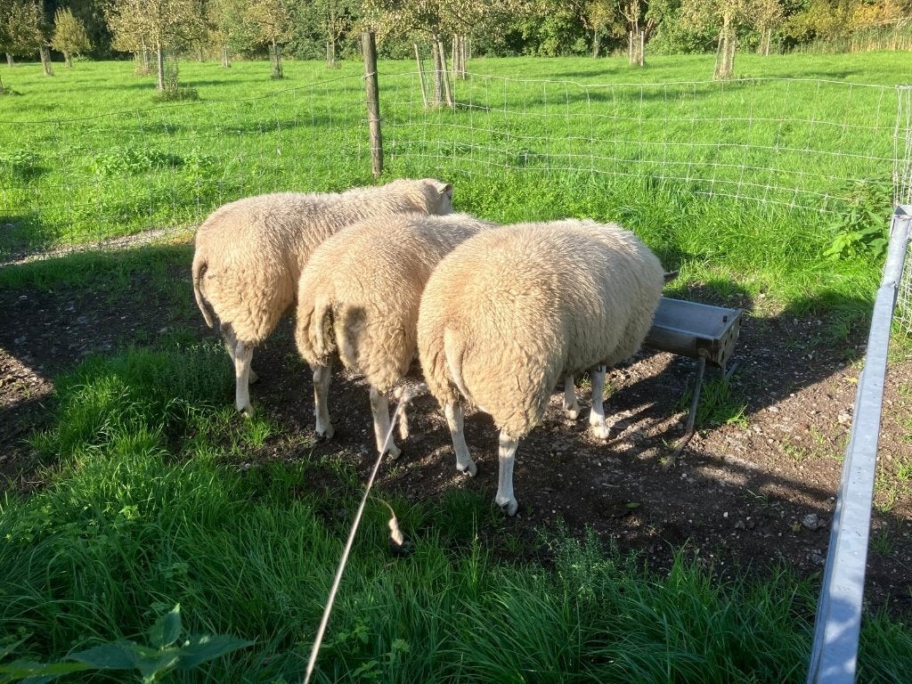 schapen Swifters dekrammen januari 2026 geboren, alles vrij, Mannelijk, Schaap, 0 tot 2 jaar