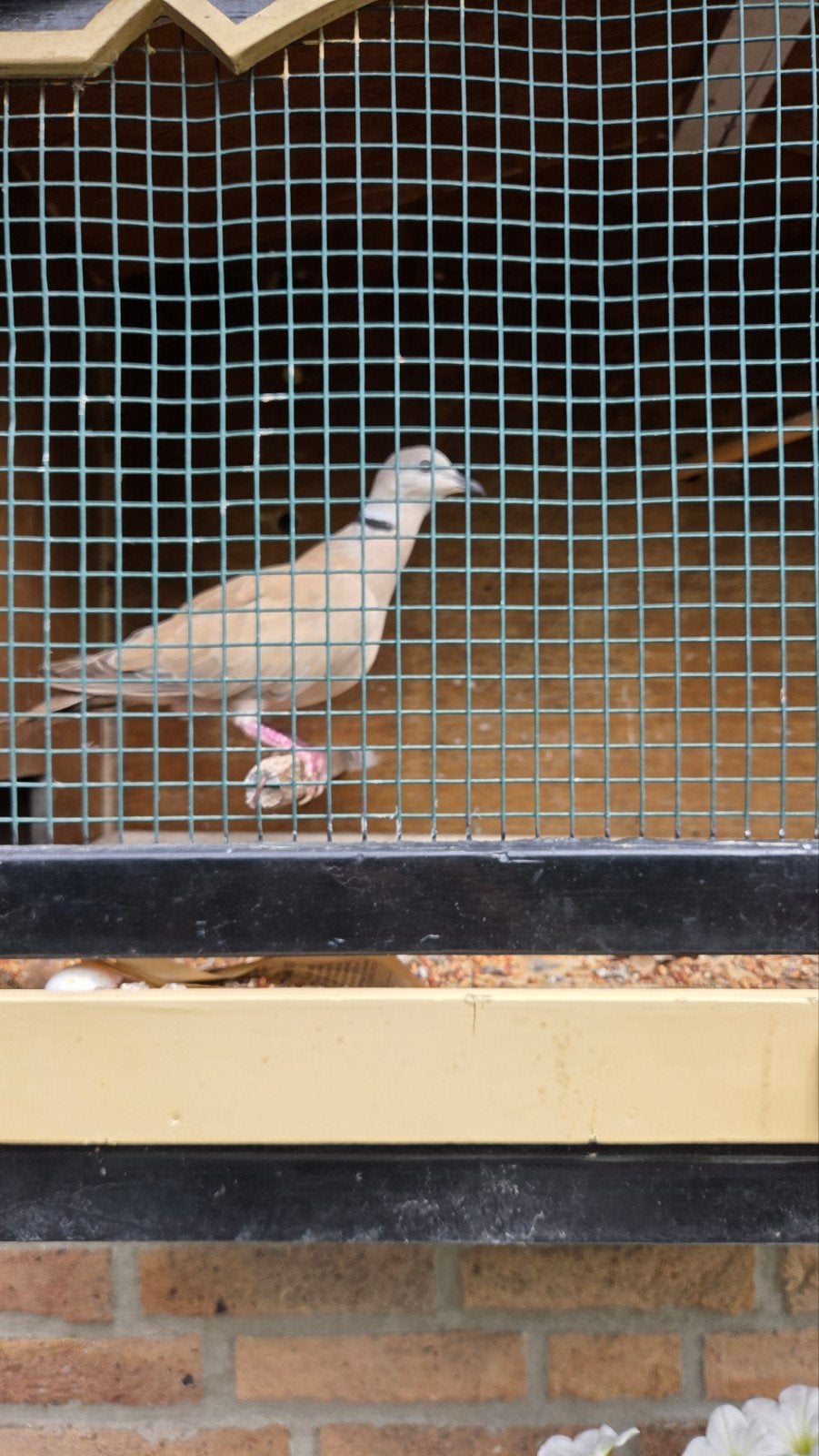 Lachduif / Turkse tortelduif, Dieren en Toebehoren, Mannelijk