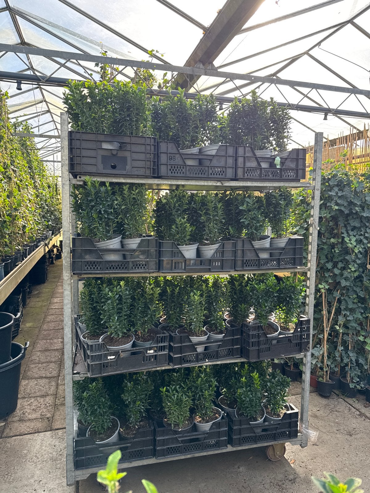 Euonymus Green Spire vanaf €0,69 Buxusvervangers vanaf €0,69, Vaste plant, Bloeit niet, Halfschaduw, Ophalen