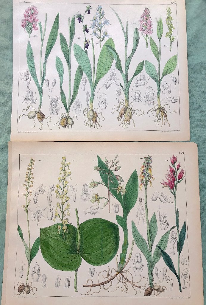 2 hand gekleurde litho;s - Botanische prenten - ca.1900, Antiek en Kunst, 1800 - 1899, Ophalen of Verzenden, Flora en Fauna, 23 cm