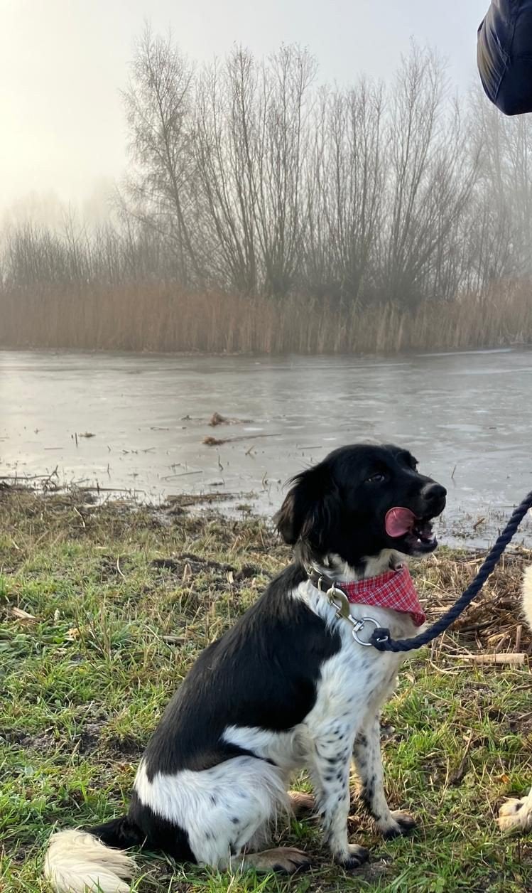 Herplaatsing voor Vief, 1 tot 2 jaar, Teef, Parvo, Eén hond