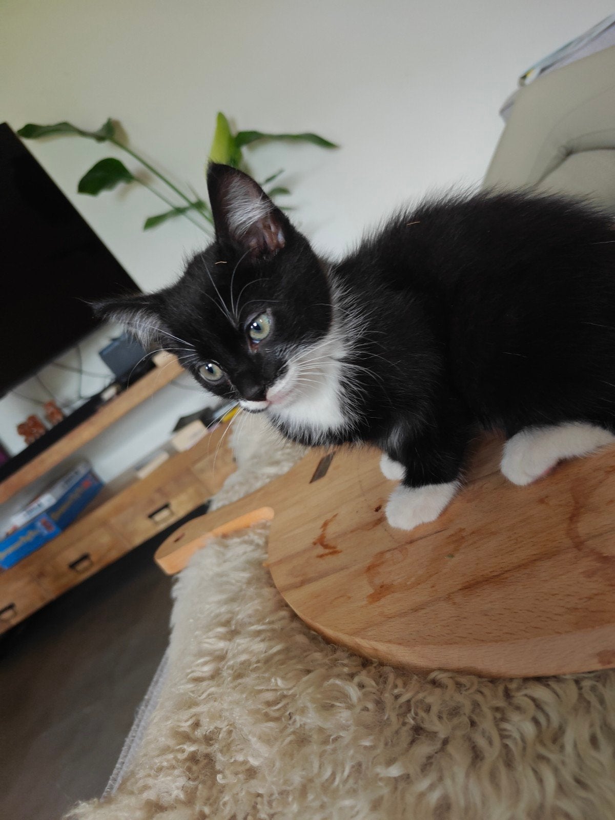 Drie lieve kittens, Dieren en Toebehoren, Katten en Kittens | Overige Katten, Meerdere dieren