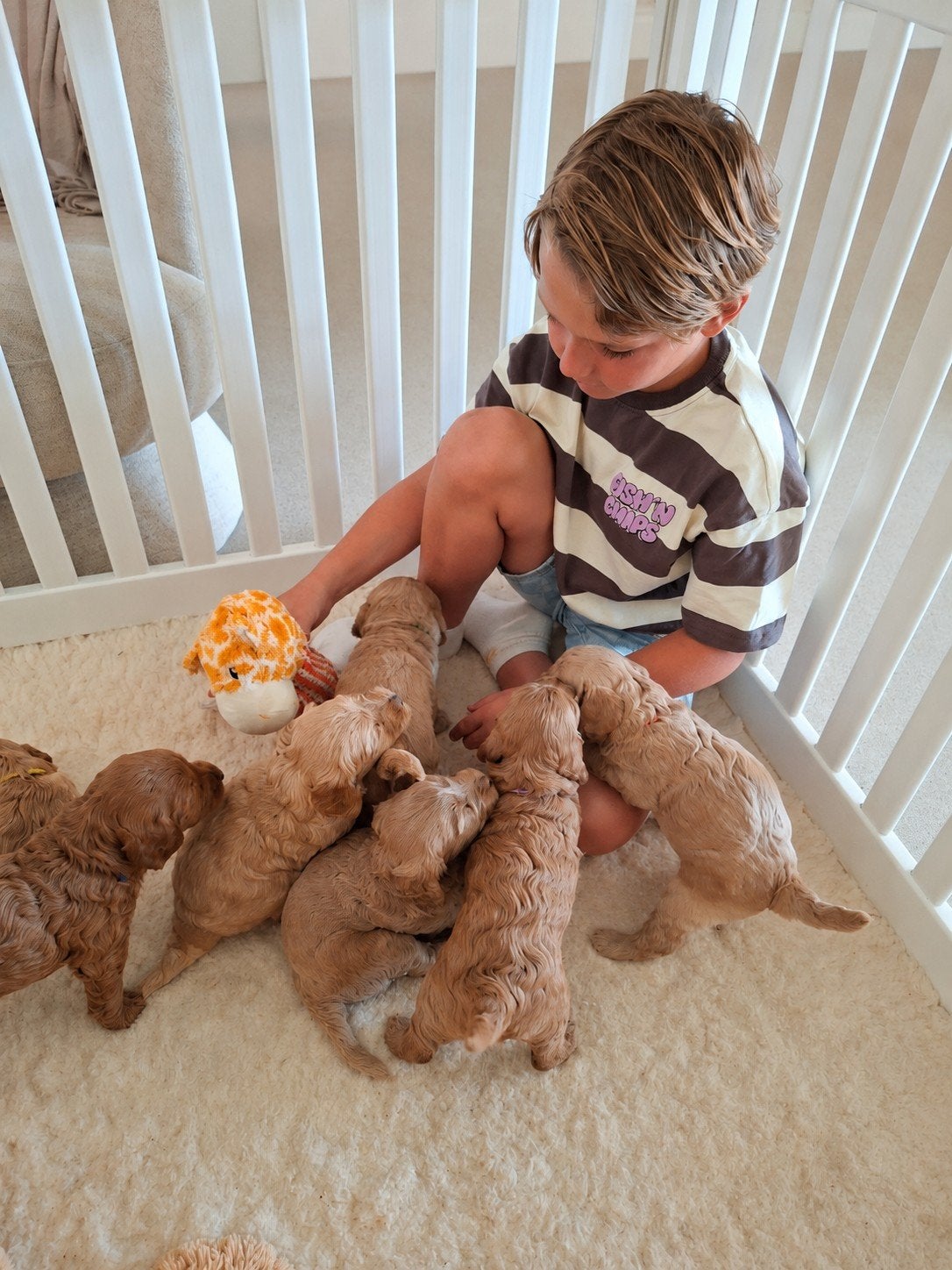 Australian Labradoodle pups – WALA geregistreerd, Parvo, 8 tot 15 weken, Meerdere, Meerdere dieren