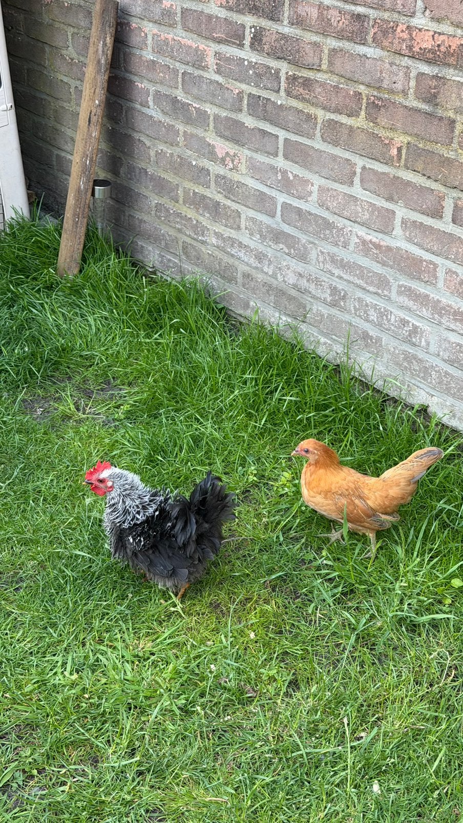 Gratis krielkippen, Meerdere dieren, Kip
