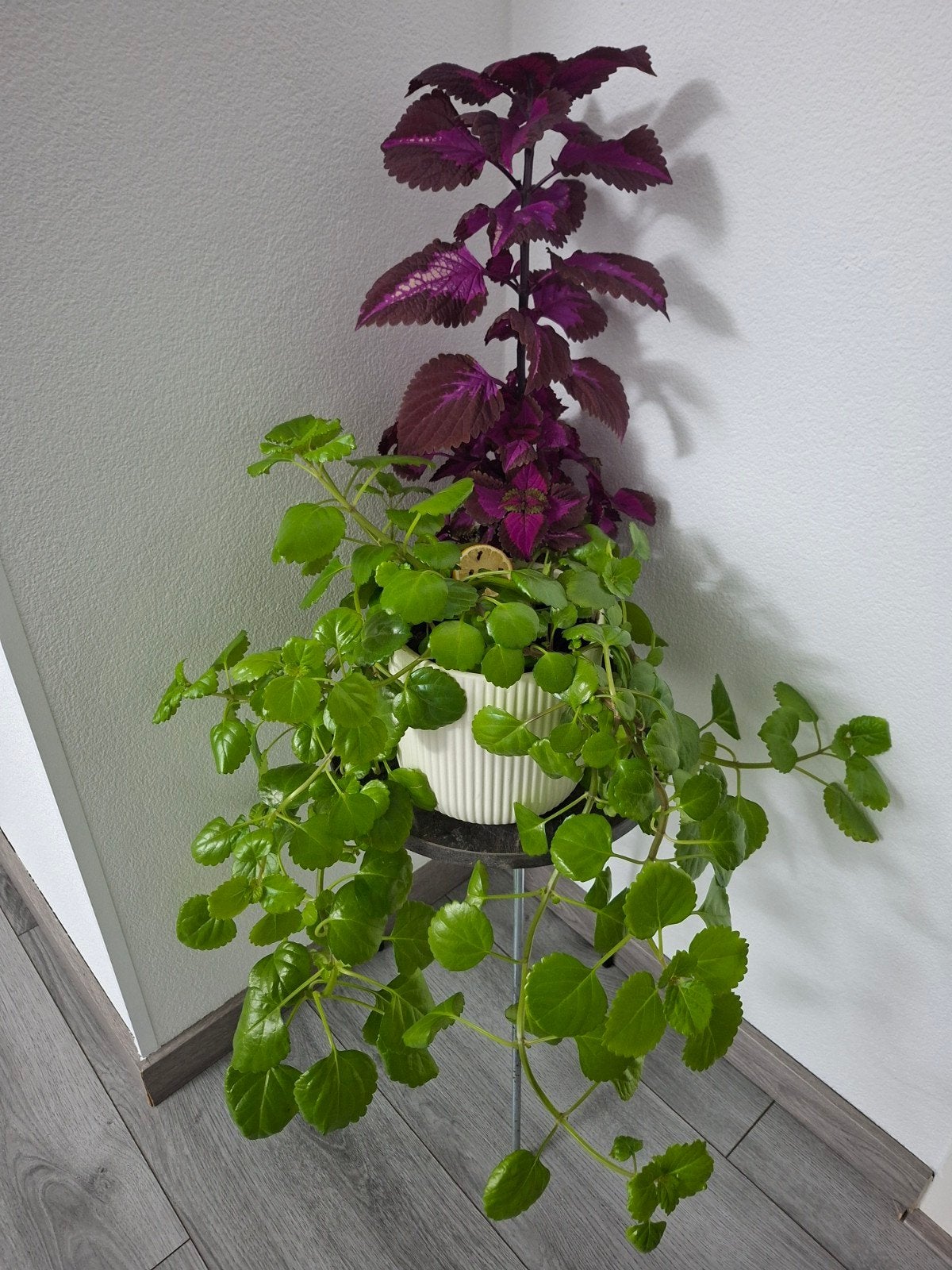 Kleurrijke kamerplanten: Coleus en Plectranthus, Overige soorten, Vaste plant, Ophalen of Verzenden, Bloeit niet