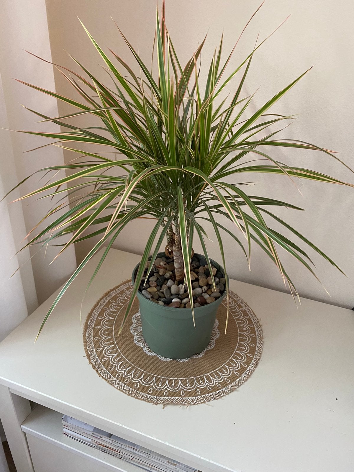 Bonte dracaena, Ophalen, Overige soorten, In pot, Minder dan 100 cm