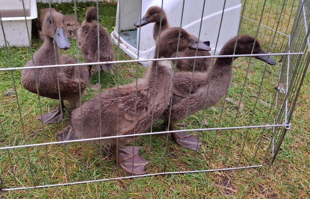 Khaki Cambell loopeendjes kuikentjes, Dieren en Toebehoren, Pluimvee, Eend, Geslacht onbekend